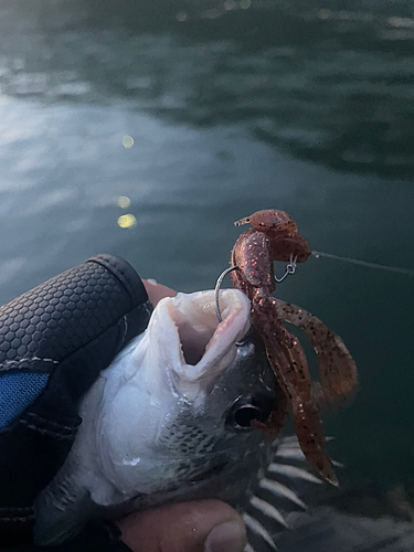 キビレの釣果