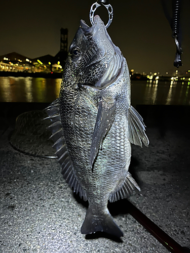 チヌの釣果