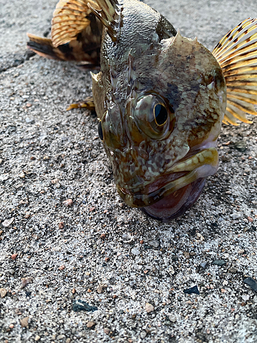 ガシラの釣果