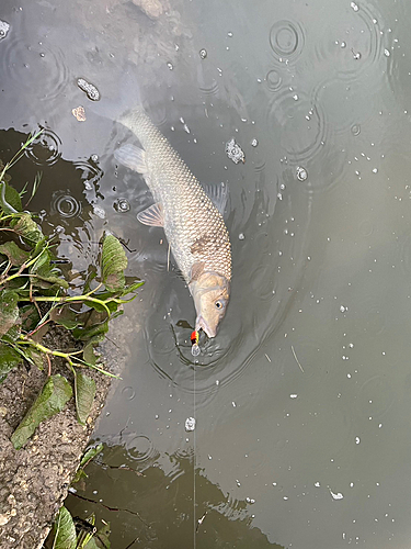 ニゴイの釣果