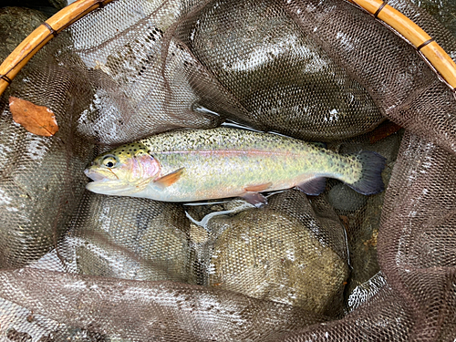 ニジマスの釣果