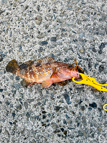 アコウの釣果