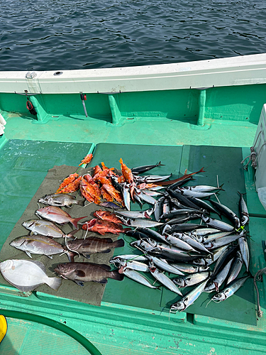 ルリハタの釣果