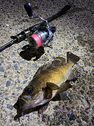 メバルの釣果