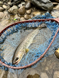 イワナの釣果