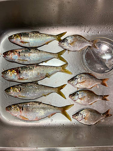 コノシロの釣果