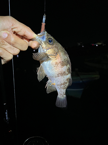 クロメバルの釣果