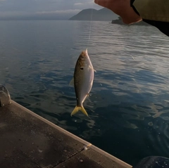 コノシロの釣果