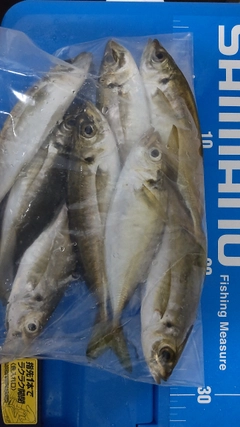 アジの釣果