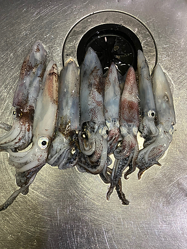 ヒイカの釣果