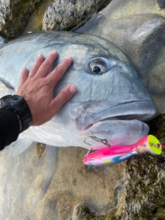 ロウニンアジの釣果