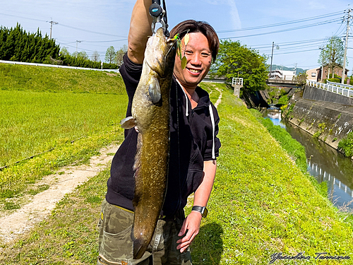 ナマズの釣果