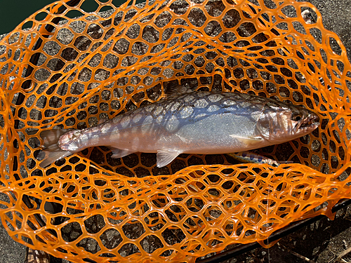 サクラマスの釣果