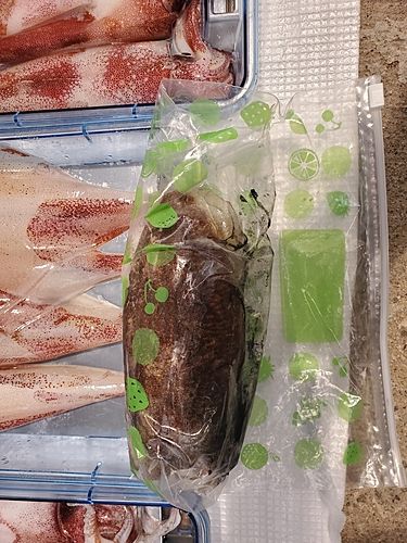 コウイカの釣果