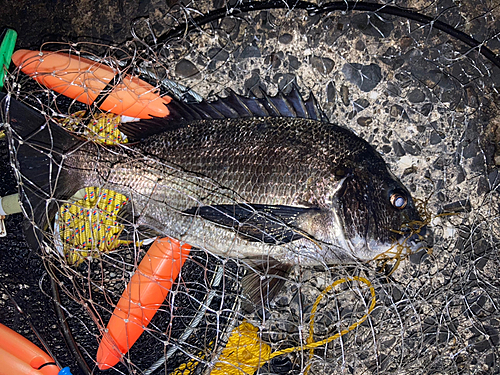 チヌの釣果