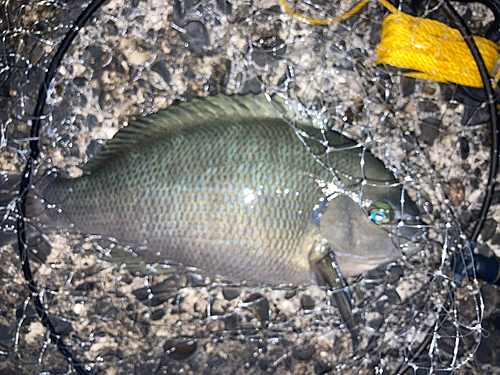 クチブトグレの釣果