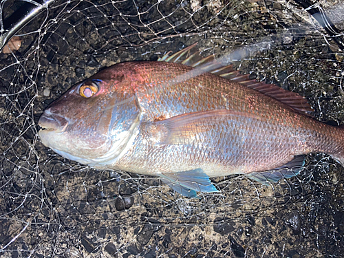 マダイの釣果