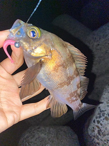 メバルの釣果