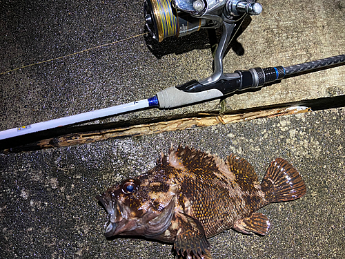 オウゴンムラソイの釣果