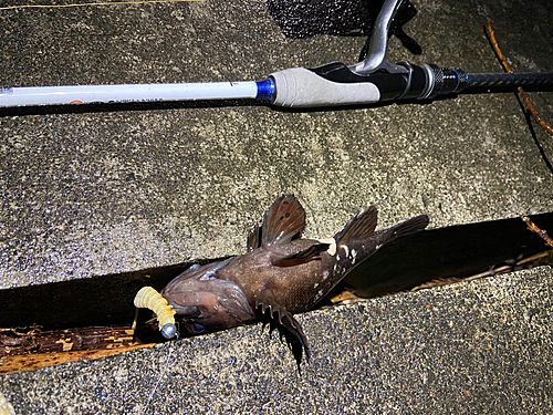 オウゴンムラソイの釣果