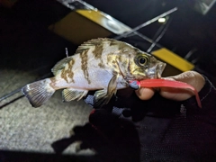 シロメバルの釣果