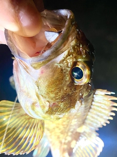 ガシラの釣果