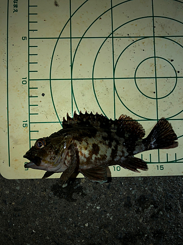 カサゴの釣果