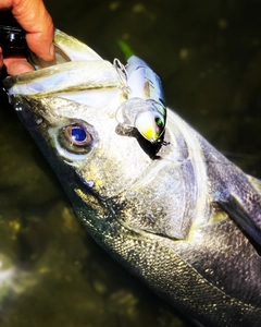 シーバスの釣果