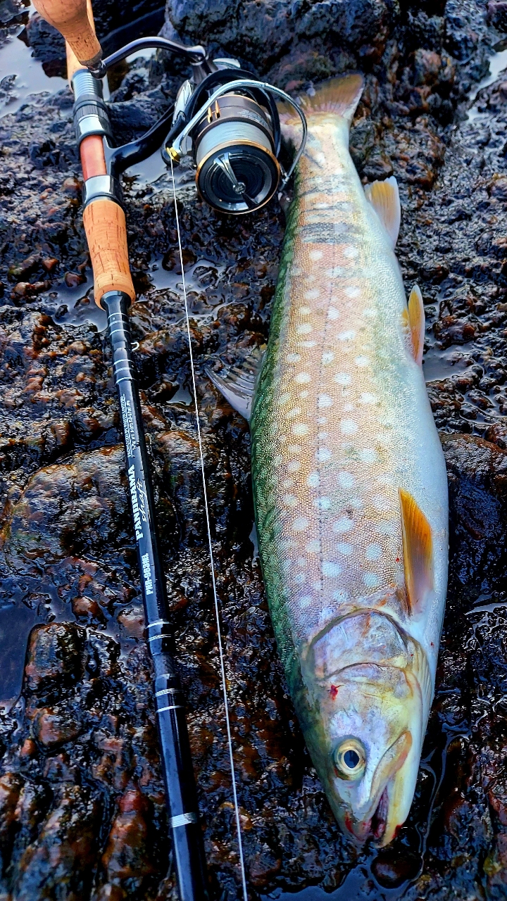 アメマス