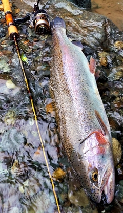 ニジマスの釣果