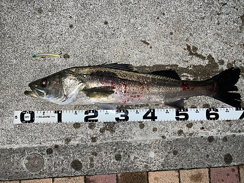 シーバスの釣果