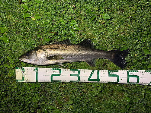 シーバスの釣果