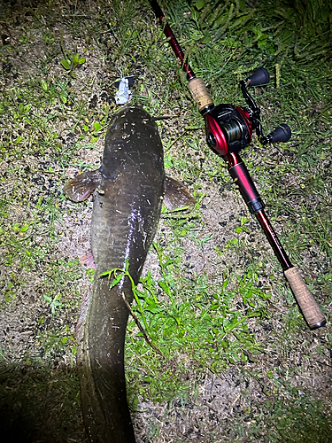 ナマズの釣果