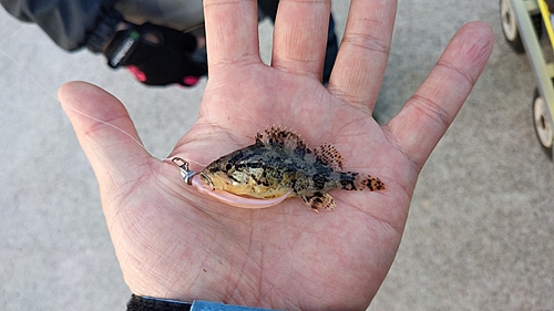 タケノコメバルの釣果