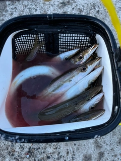 カマスの釣果