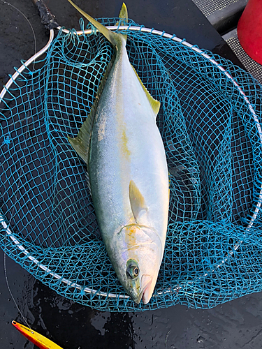 ヒラマサの釣果