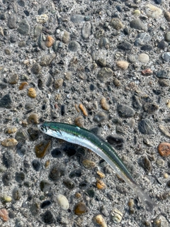 カタクチイワシの釣果