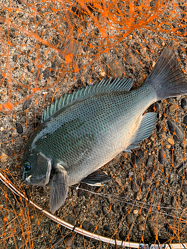 クチブトグレの釣果