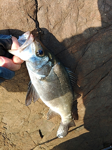 セイゴ（ヒラスズキ）の釣果