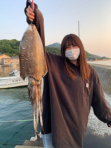 コウイカの釣果