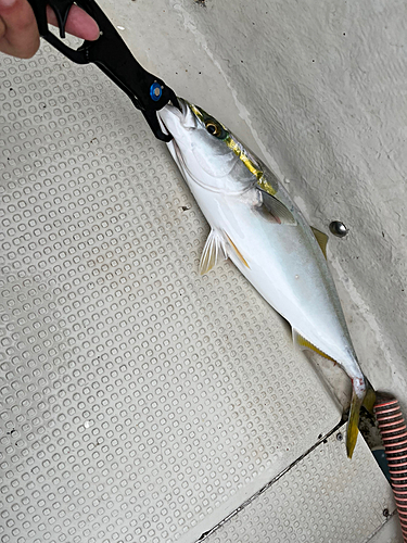 ハマチの釣果