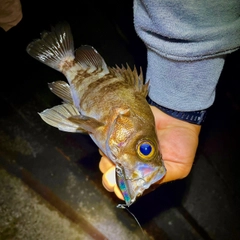 シロメバルの釣果