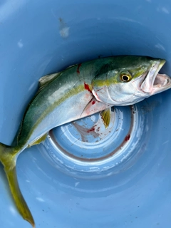 ハマチの釣果