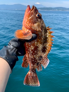 ウッカリカサゴの釣果