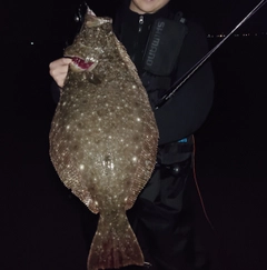 ヒラメの釣果