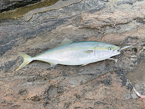 ワラサの釣果