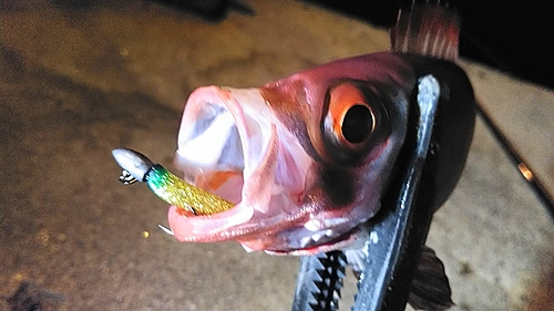 キントキダイの釣果