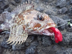 カサゴの釣果