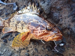 タケノコメバルの釣果