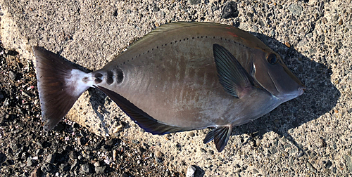 サンノジの釣果